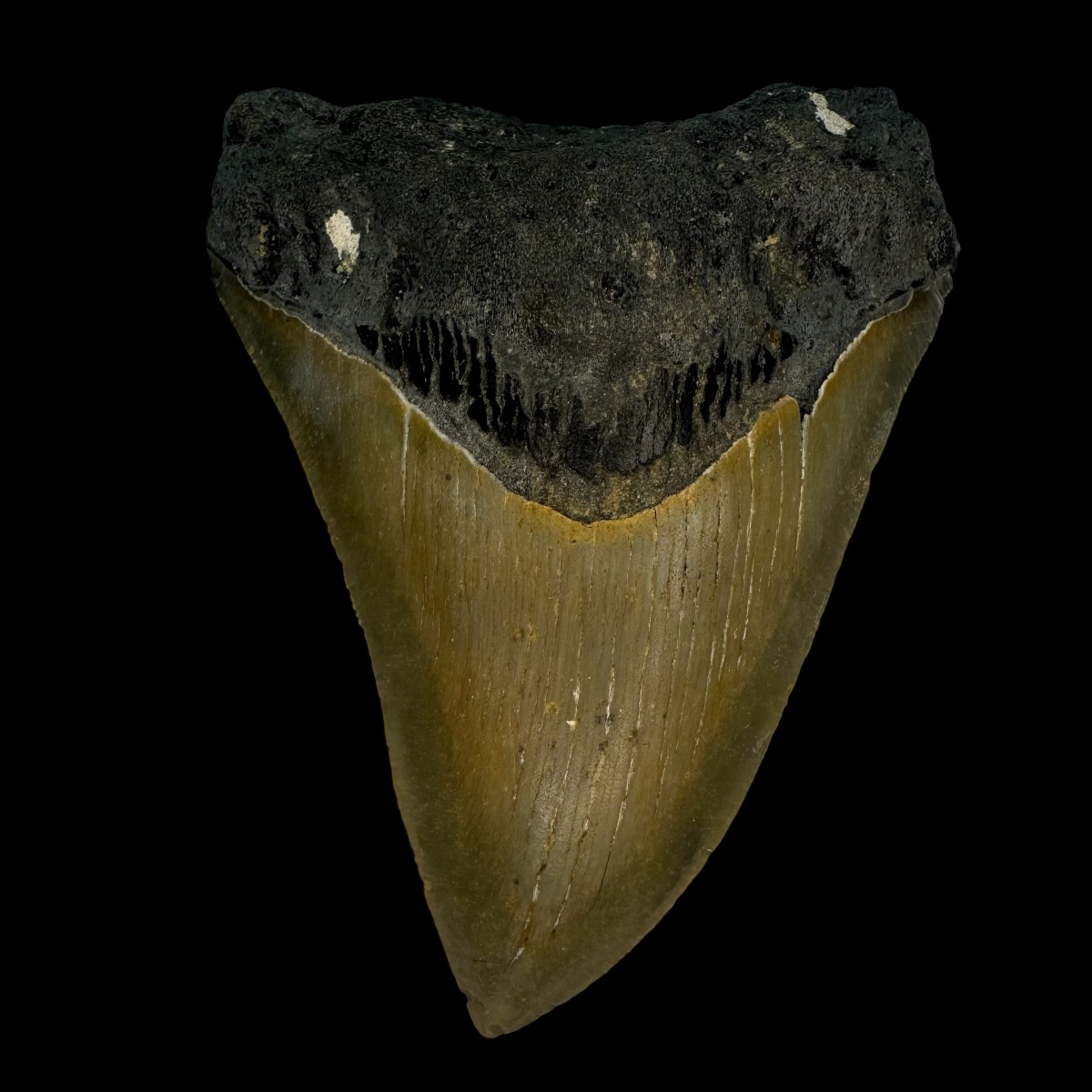 3.84" Serrated Megalodon Tooth Fossil