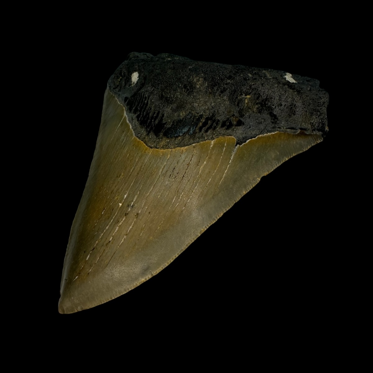 3.84" Serrated Megalodon Tooth Fossil - Image 3