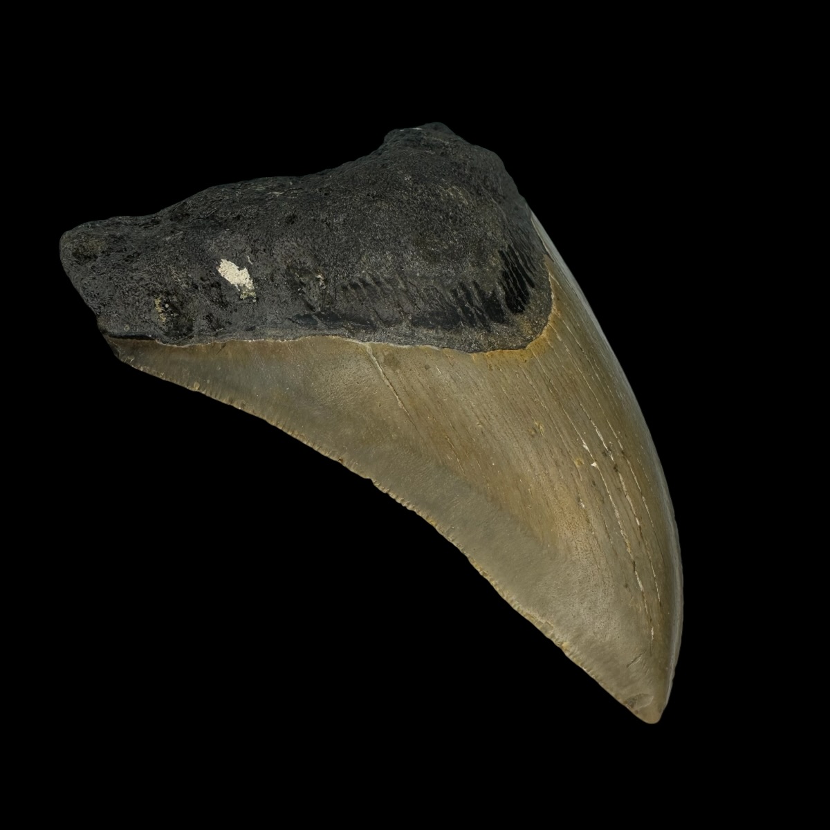 3.84" Serrated Megalodon Tooth Fossil - Image 4