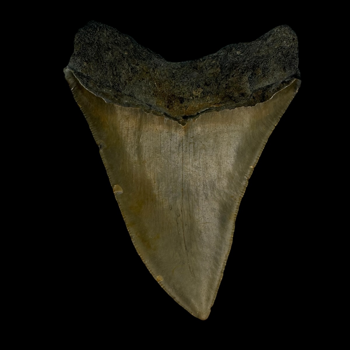 3.84" Serrated Megalodon Tooth Fossil - Image 2