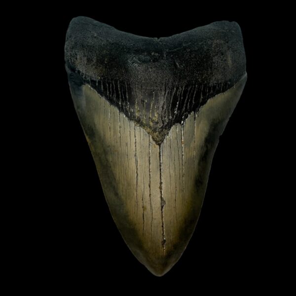 4.59" Megalodon Tooth Fossil