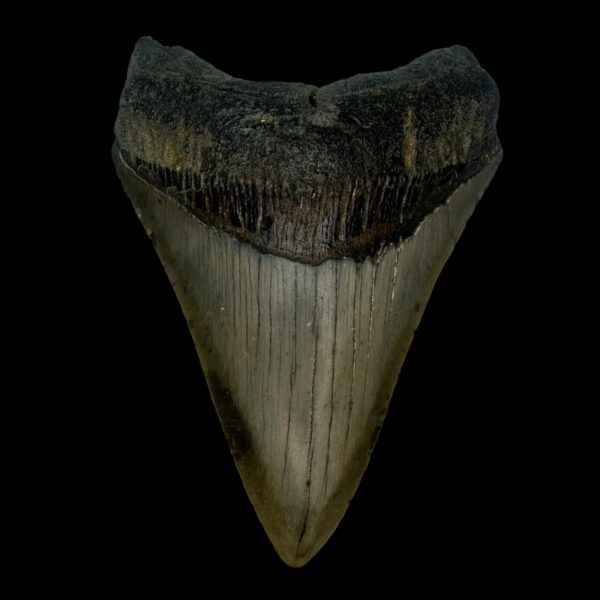 4.29" Megalodon Tooth Fossil