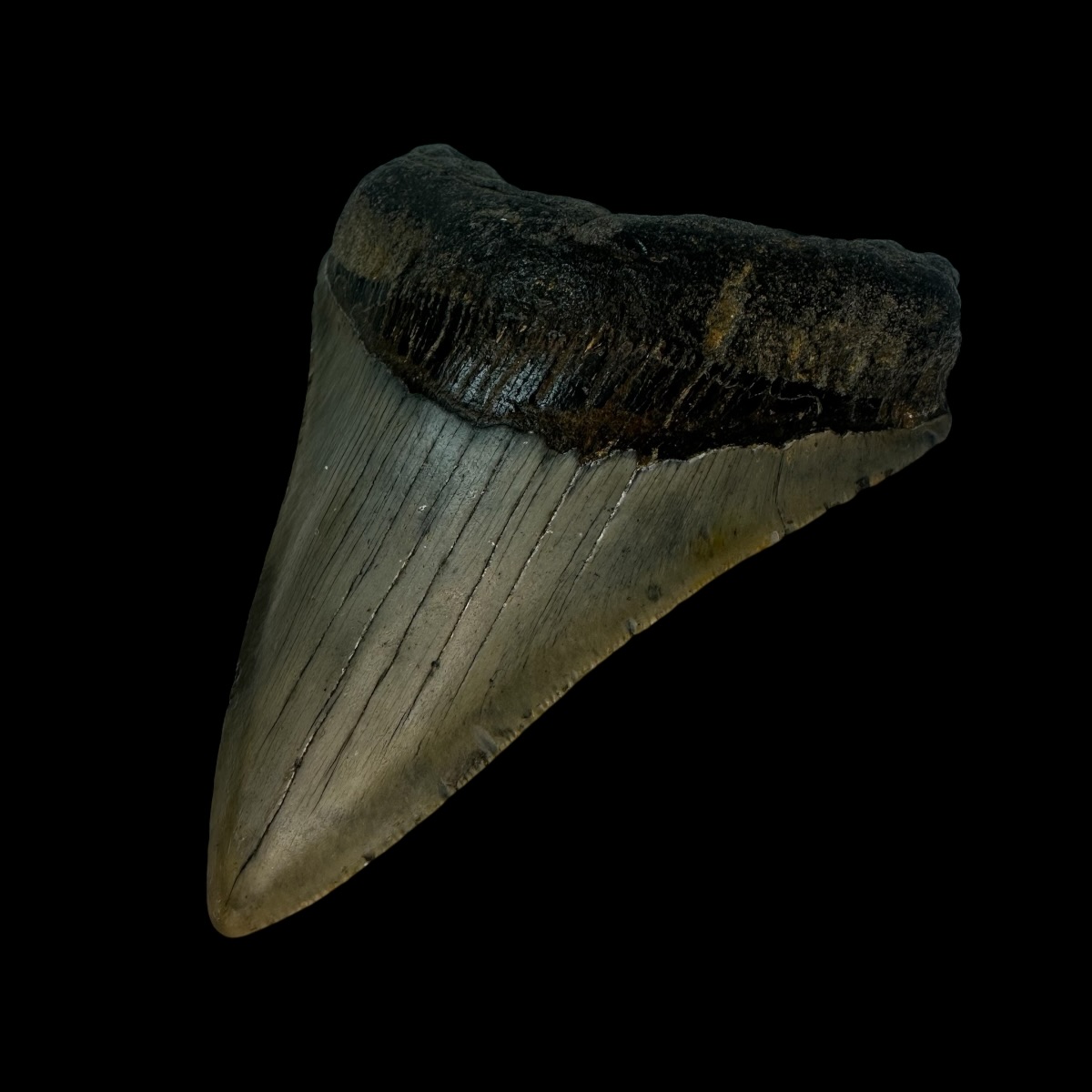 4.29" Megalodon Tooth Fossil - Image 3
