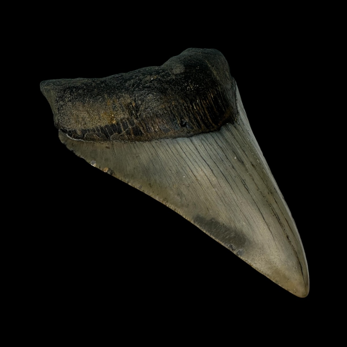 4.29" Megalodon Tooth Fossil - Image 4