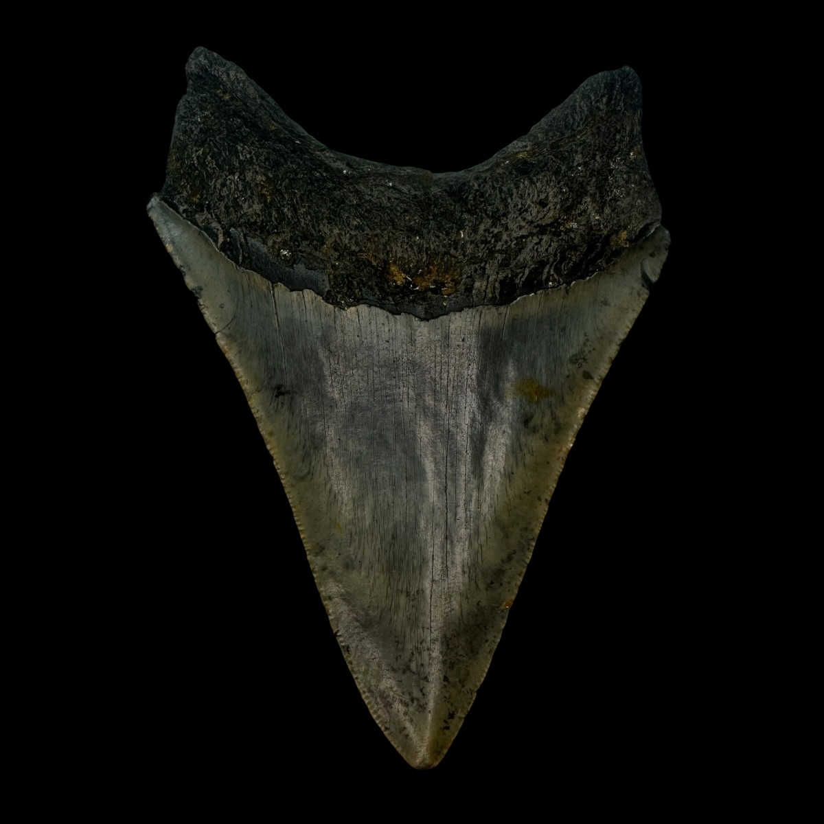 4.29" Megalodon Tooth Fossil - Image 2