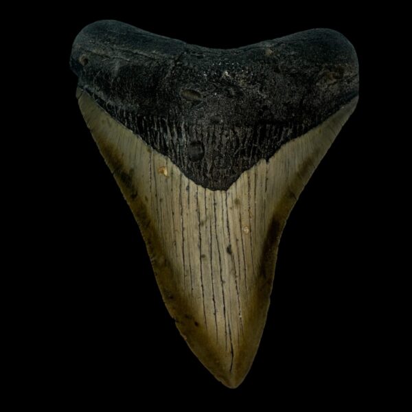 4.32" Megalodon Tooth Fossil