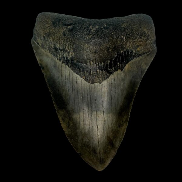 4.08" Megalodon Tooth Fossil