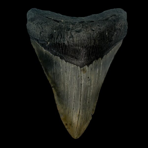 4.38" Megalodon Tooth Fossil