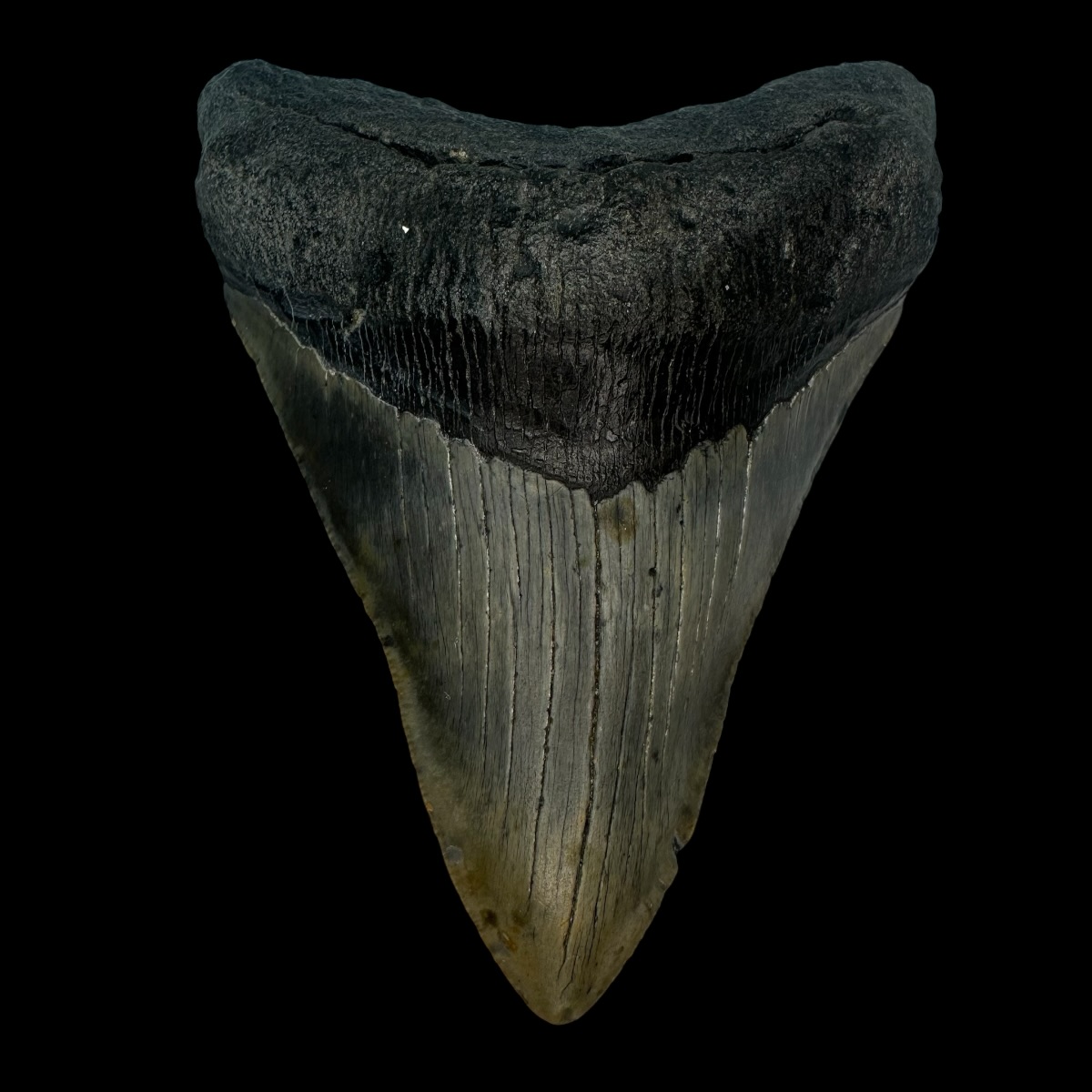 4.38" Megalodon Tooth Fossil