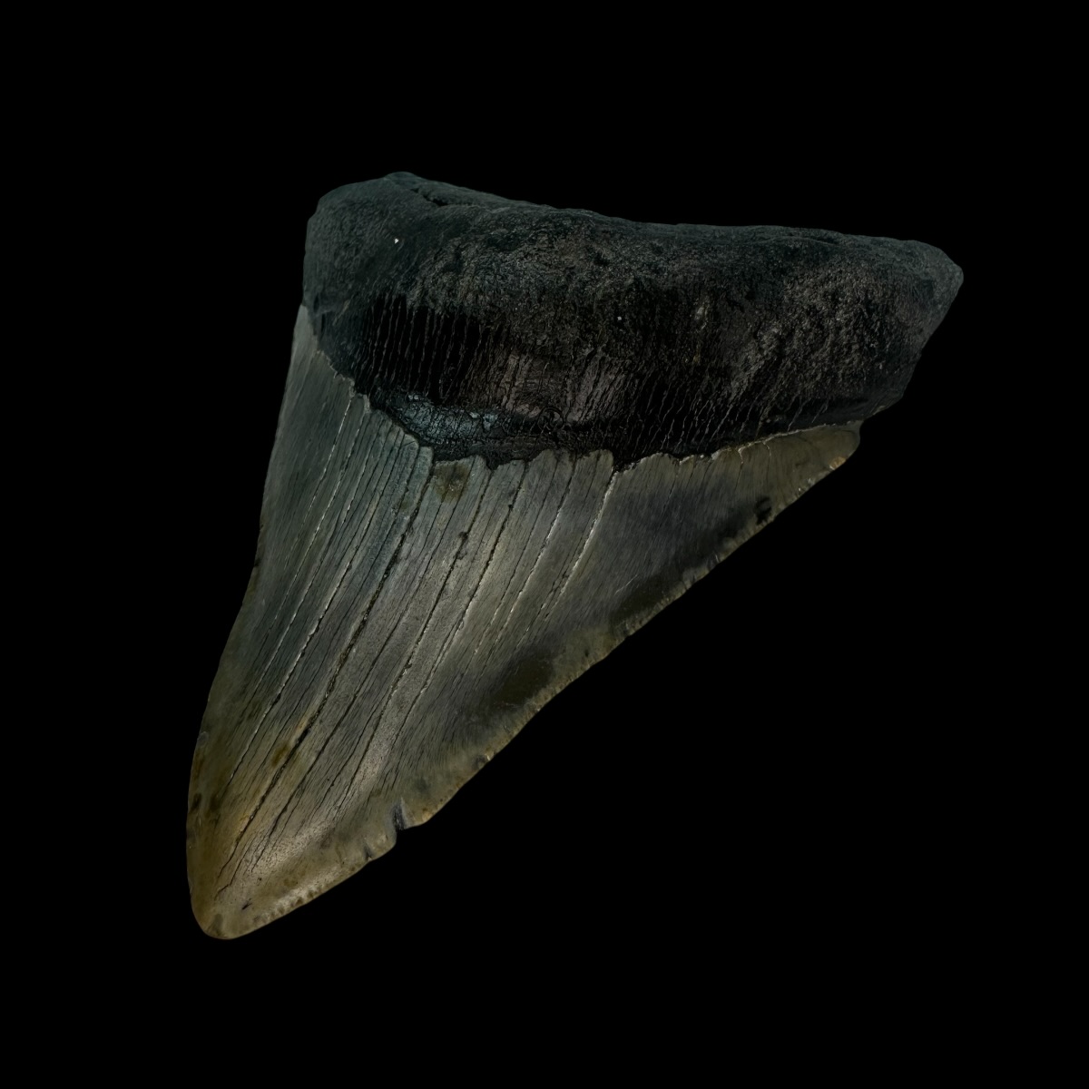 4.38" Megalodon Tooth Fossil - Image 3