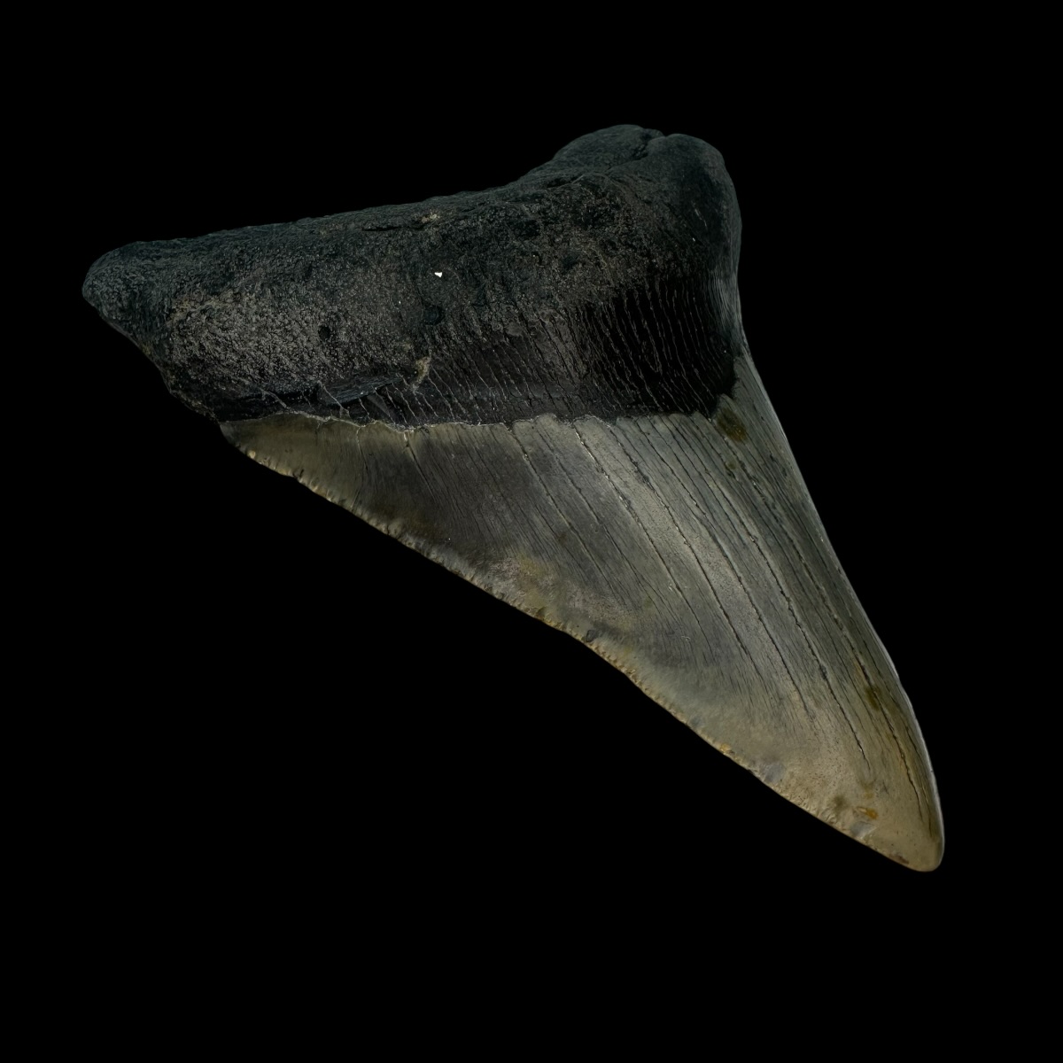 4.38" Megalodon Tooth Fossil - Image 4