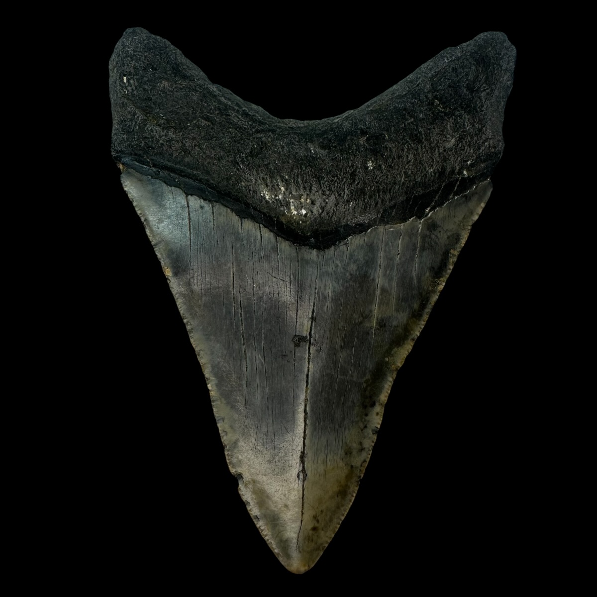 4.38" Megalodon Tooth Fossil - Image 2