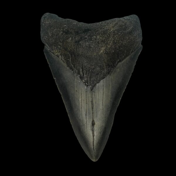 3.60" Megalodon Tooth Fossil