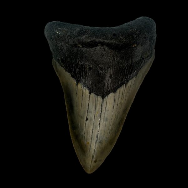 3.76" Megalodon Tooth Fossil