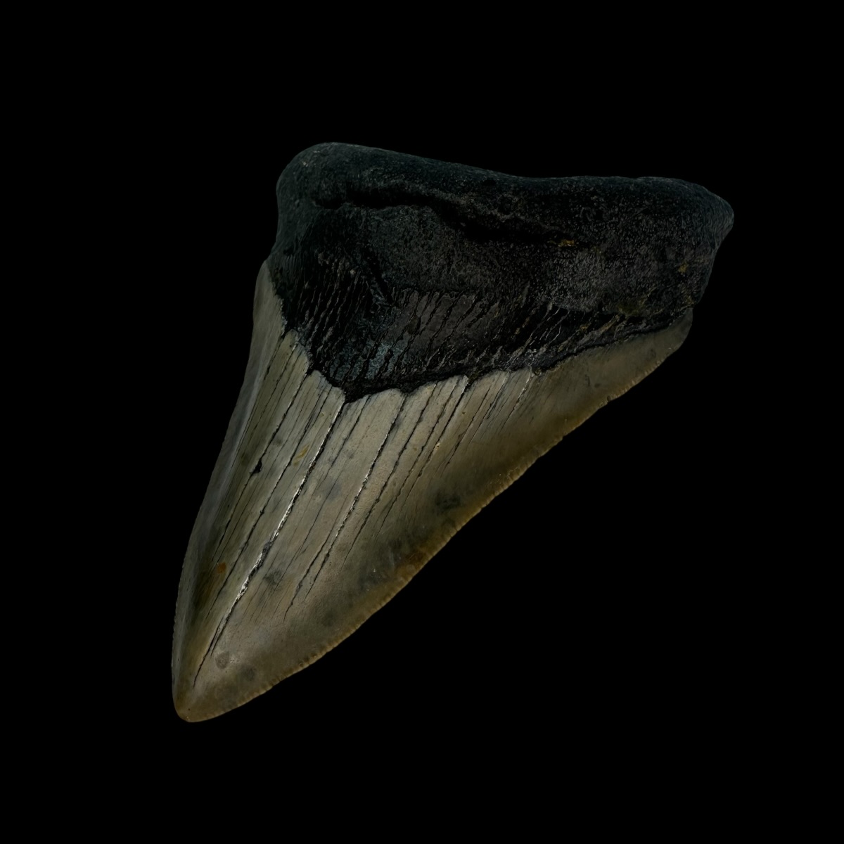 3.76" Megalodon Tooth Fossil - Image 3