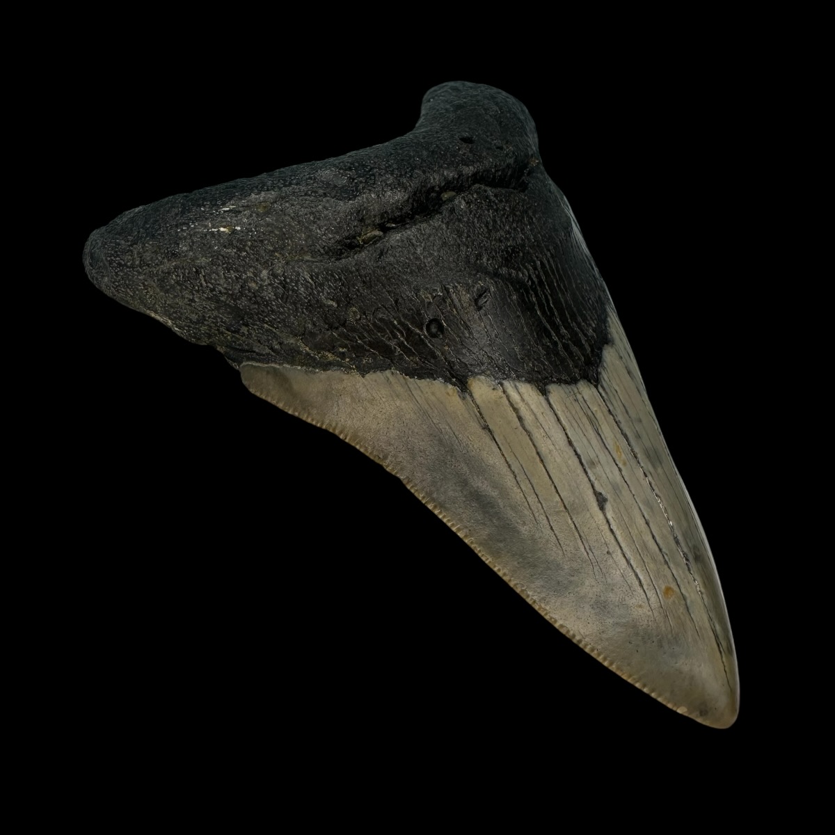 3.76" Megalodon Tooth Fossil - Image 4