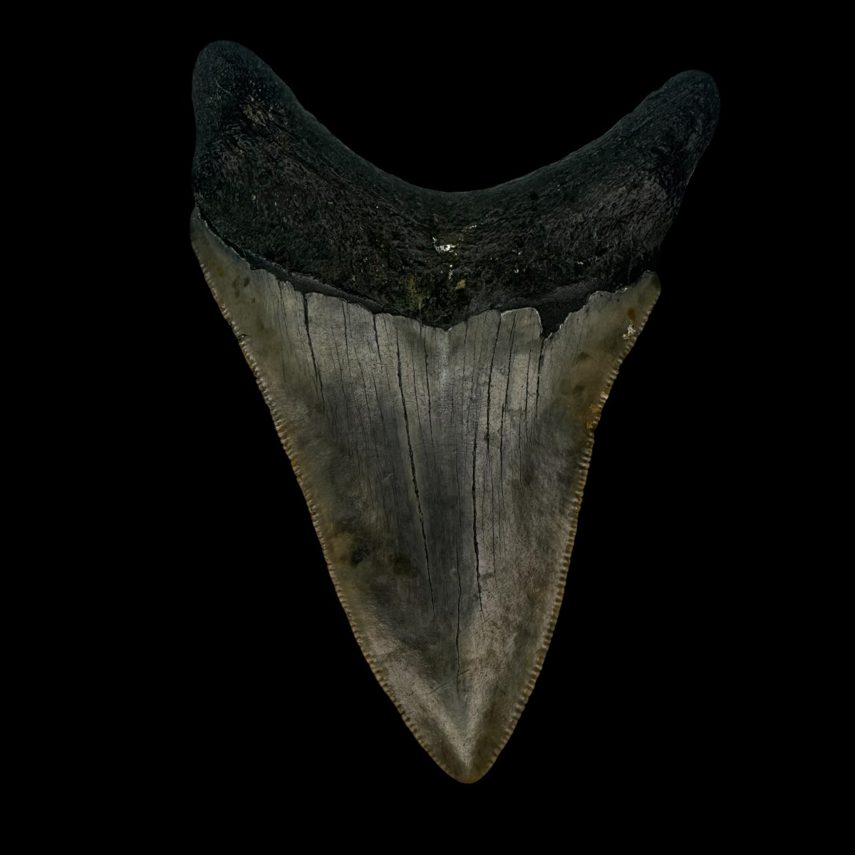 3.76" Megalodon Tooth Fossil - Image 2