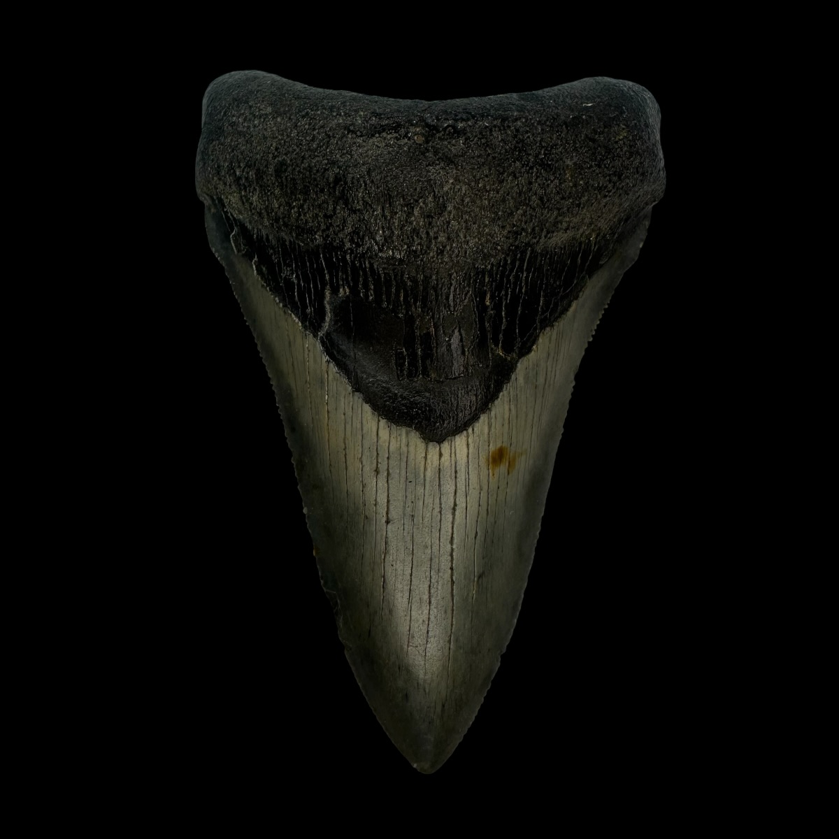 3.40" Megalodon Tooth Fossil