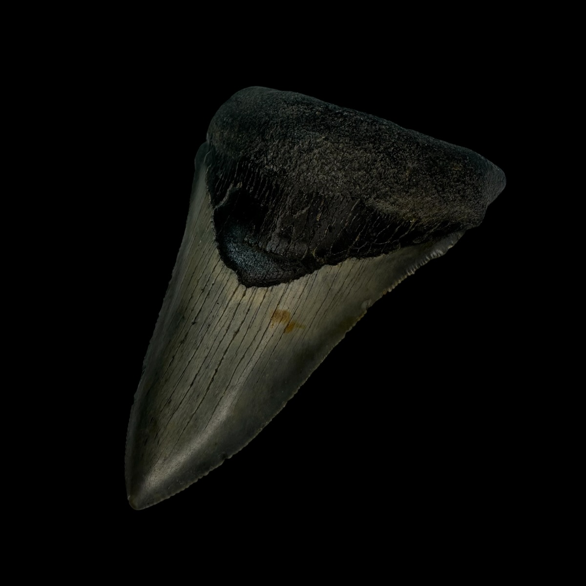 3.40" Megalodon Tooth Fossil - Image 3