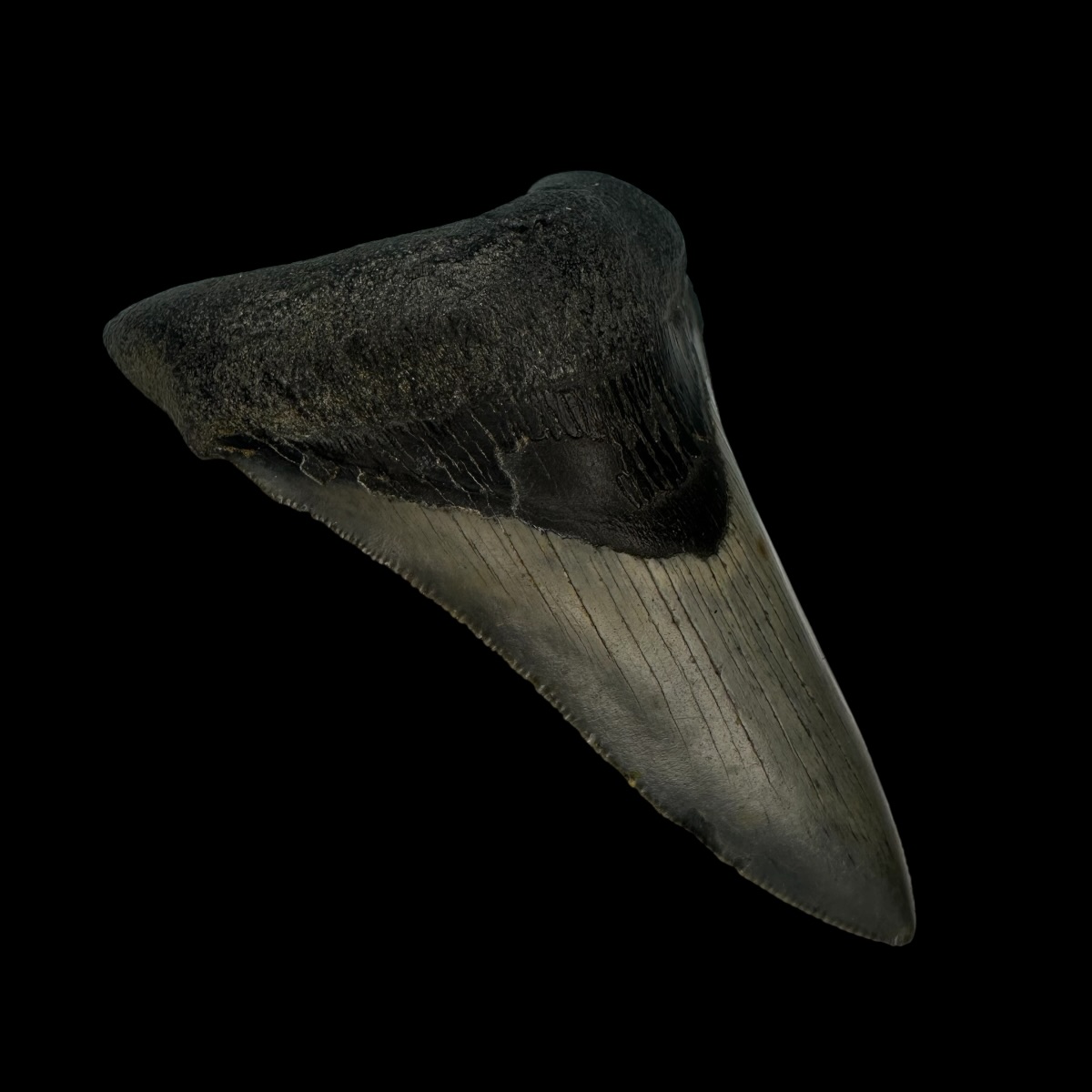 3.40" Megalodon Tooth Fossil - Image 4