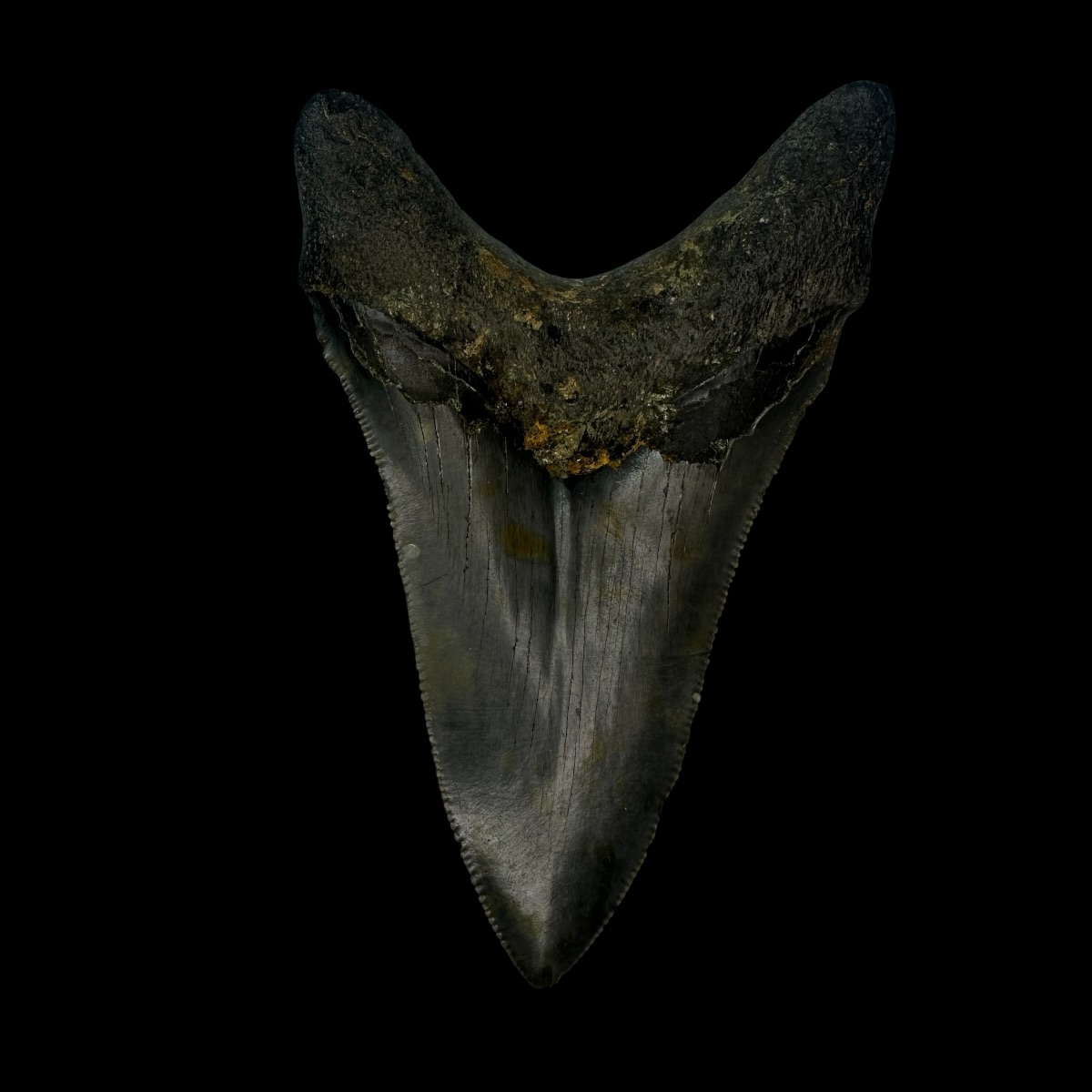 3.40" Megalodon Tooth Fossil - Image 2