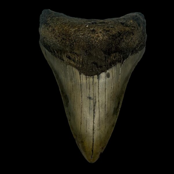 3.88" Megalodon Tooth Fossil