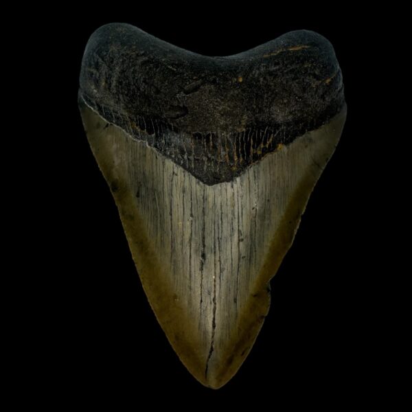 3.60" Megalodon Tooth Fossil