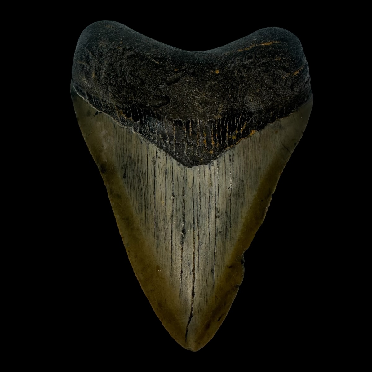 3.60" Megalodon Tooth Fossil