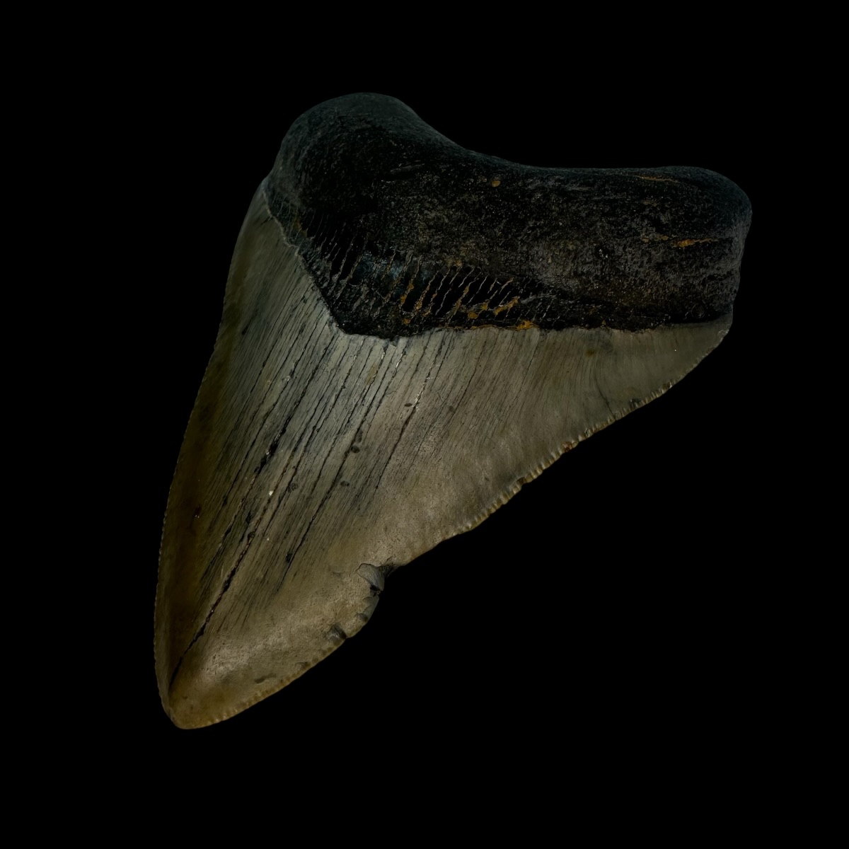 3.60" Megalodon Tooth Fossil - Image 3