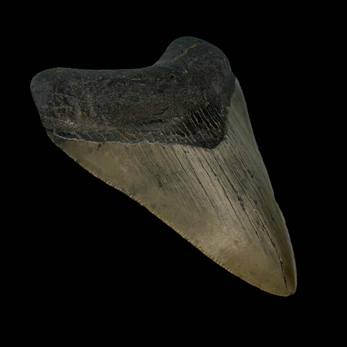 3.60" Megalodon Tooth Fossil - Image 4
