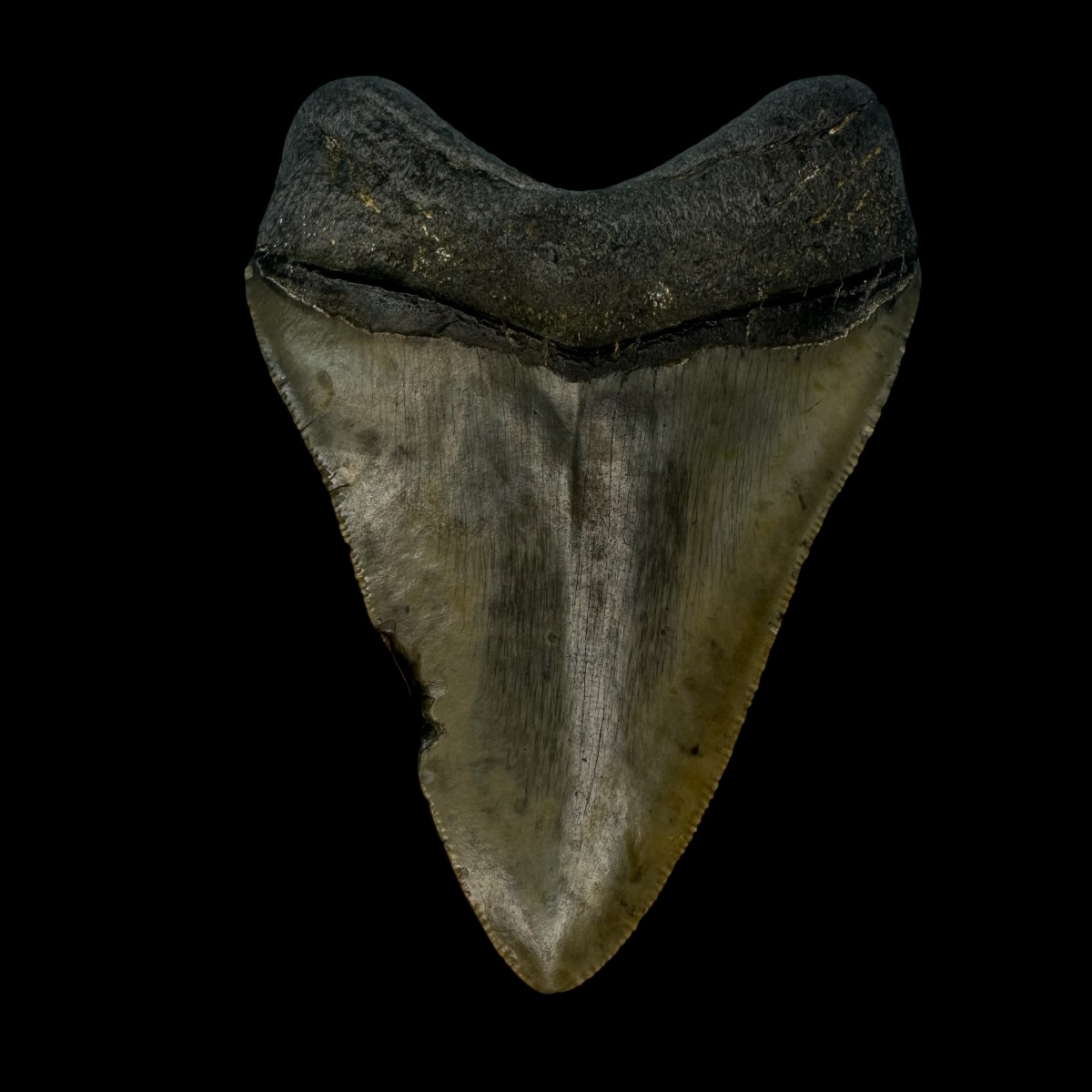 3.60" Megalodon Tooth Fossil - Image 2