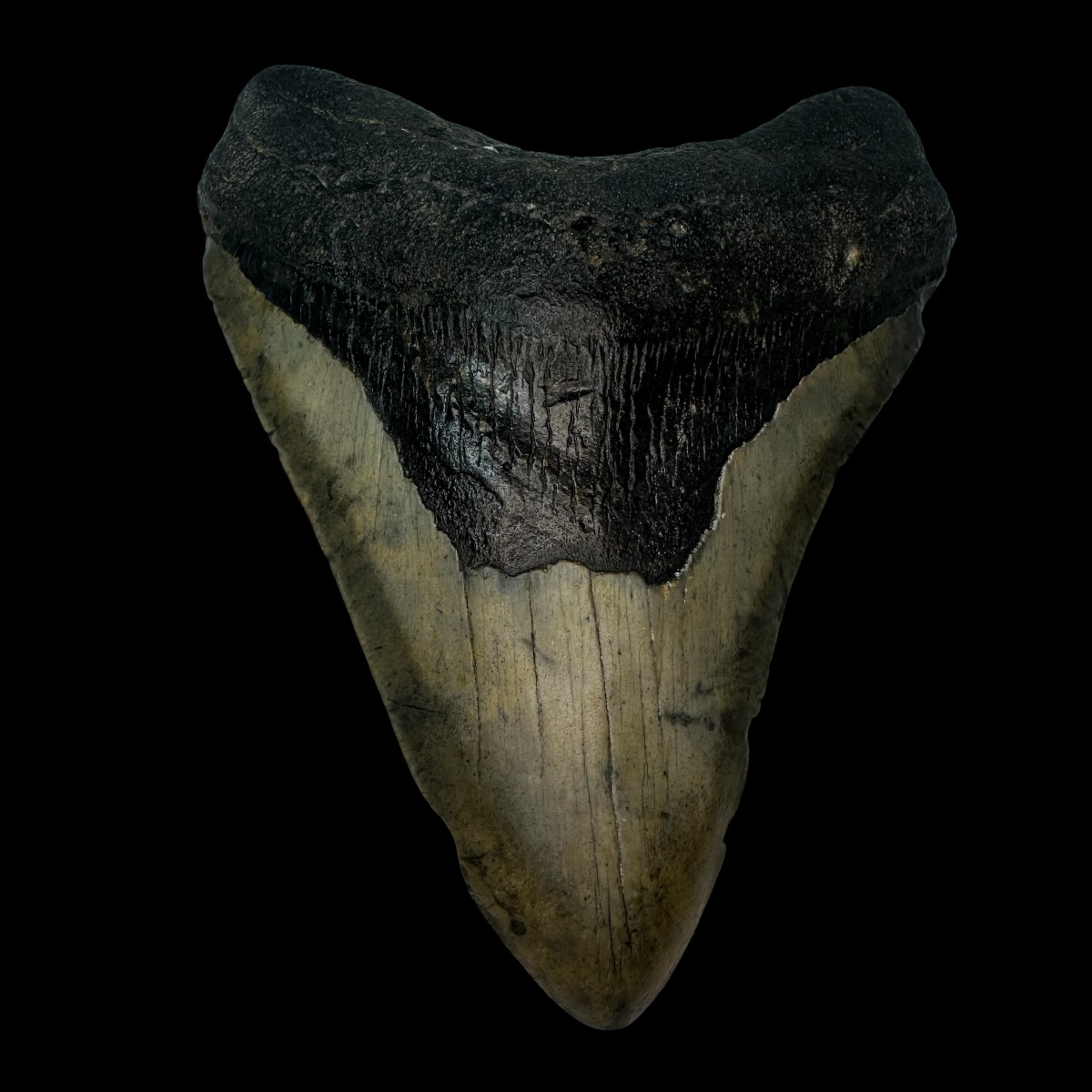 5.10" Megalodon Tooth Fossil