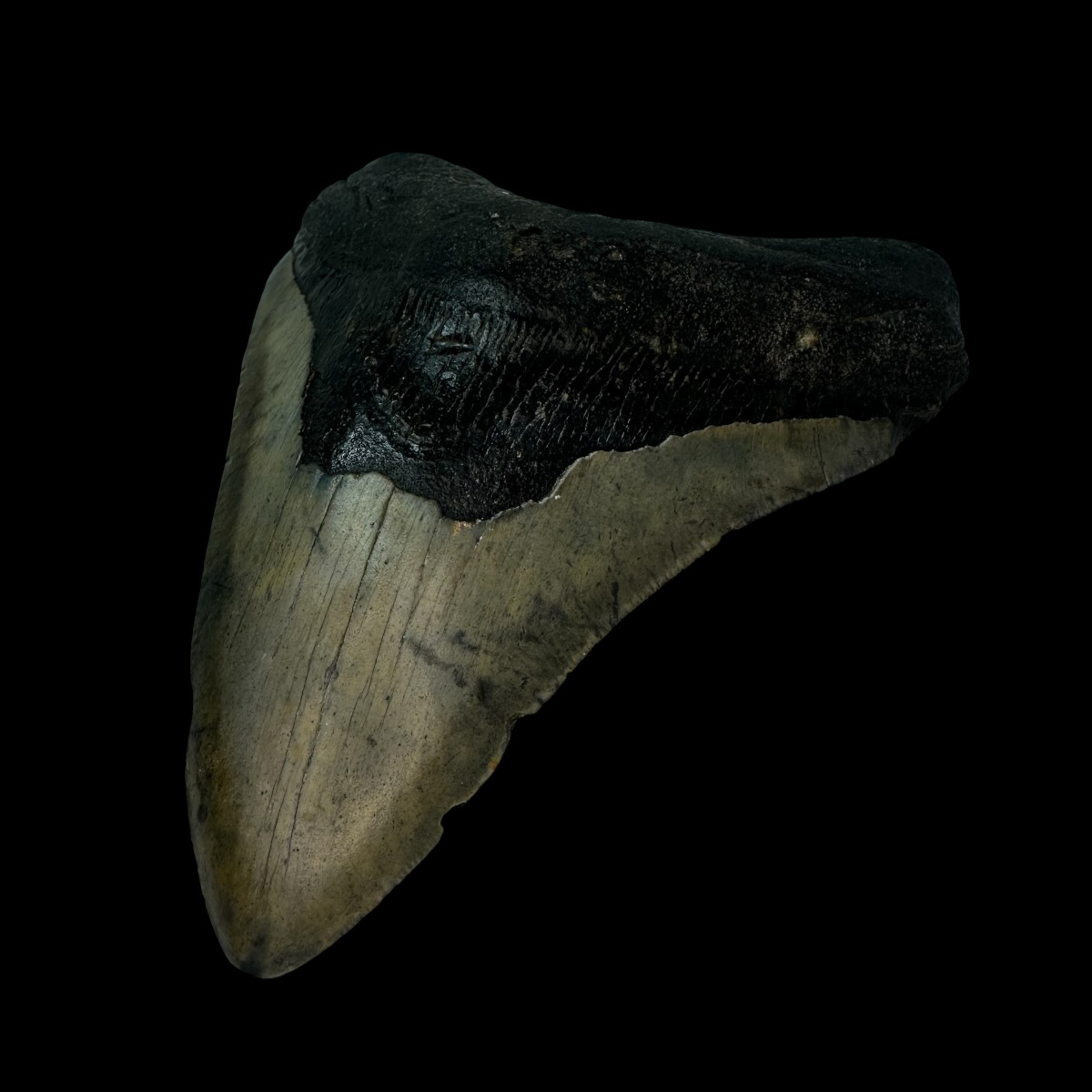 5.10" Megalodon Tooth Fossil - Image 3