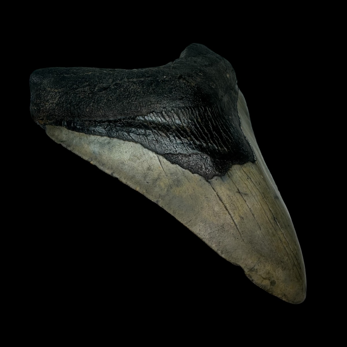 5.10" Megalodon Tooth Fossil - Image 4
