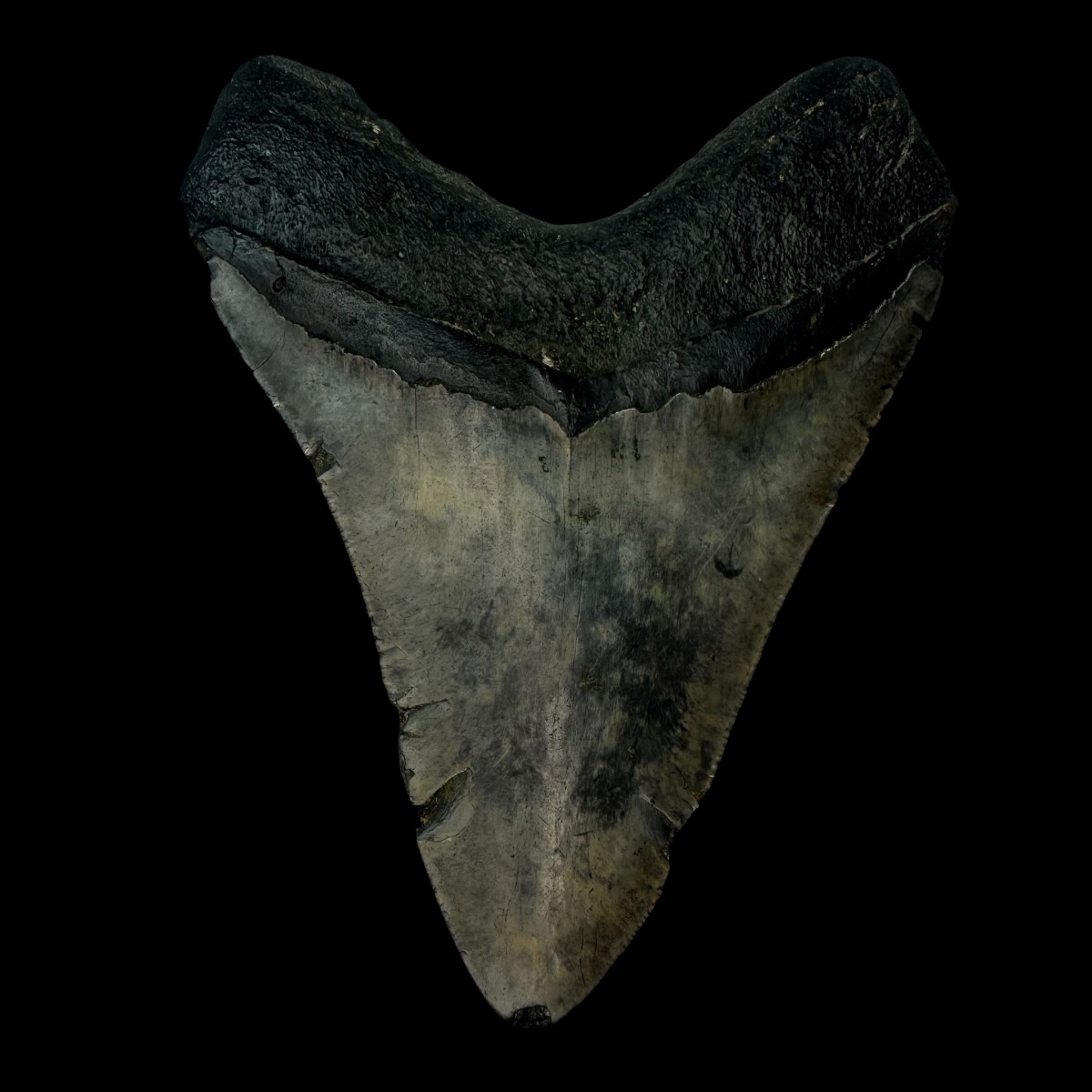 5.10" Megalodon Tooth Fossil - Image 2