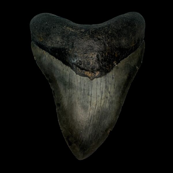 4.55" Megalodon Tooth Fossil