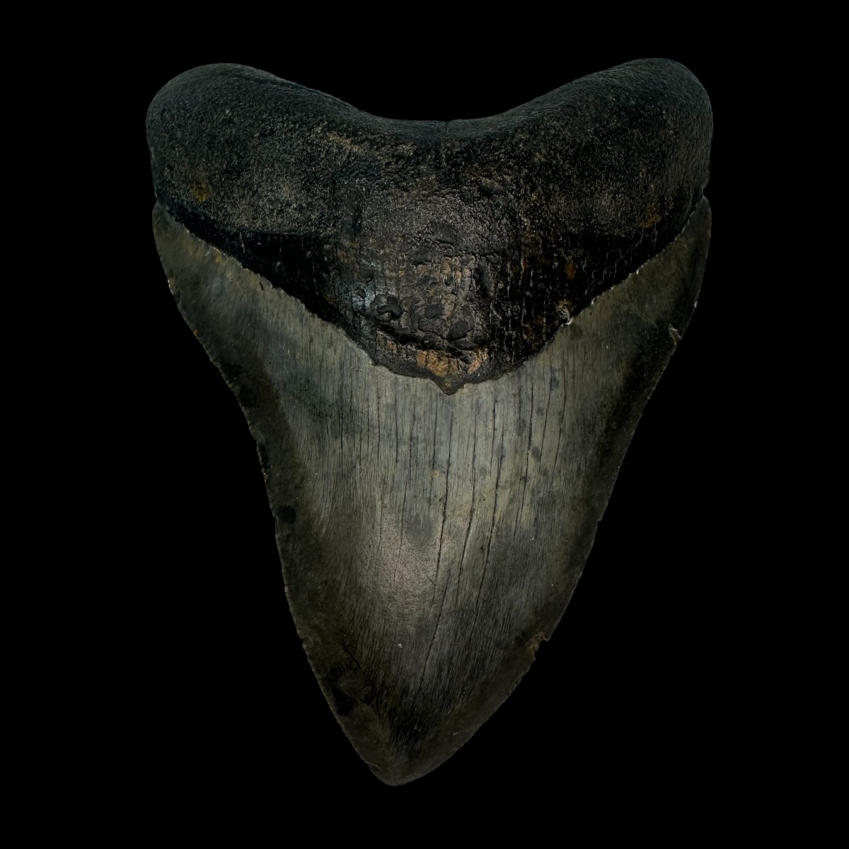 4.55" Megalodon Tooth Fossil