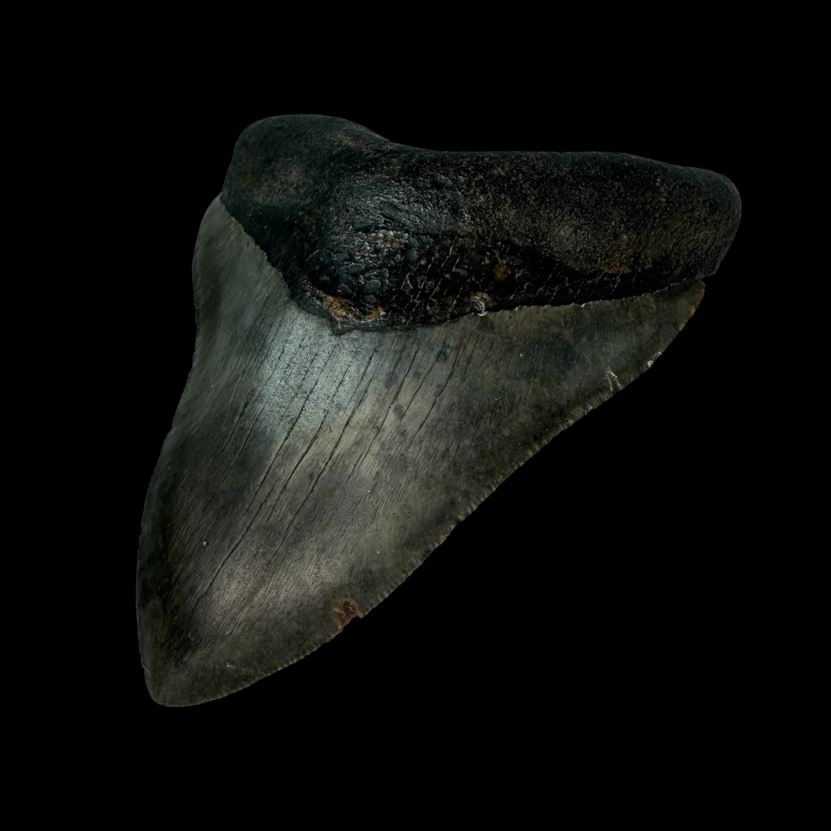 4.55" Megalodon Tooth Fossil - Image 3