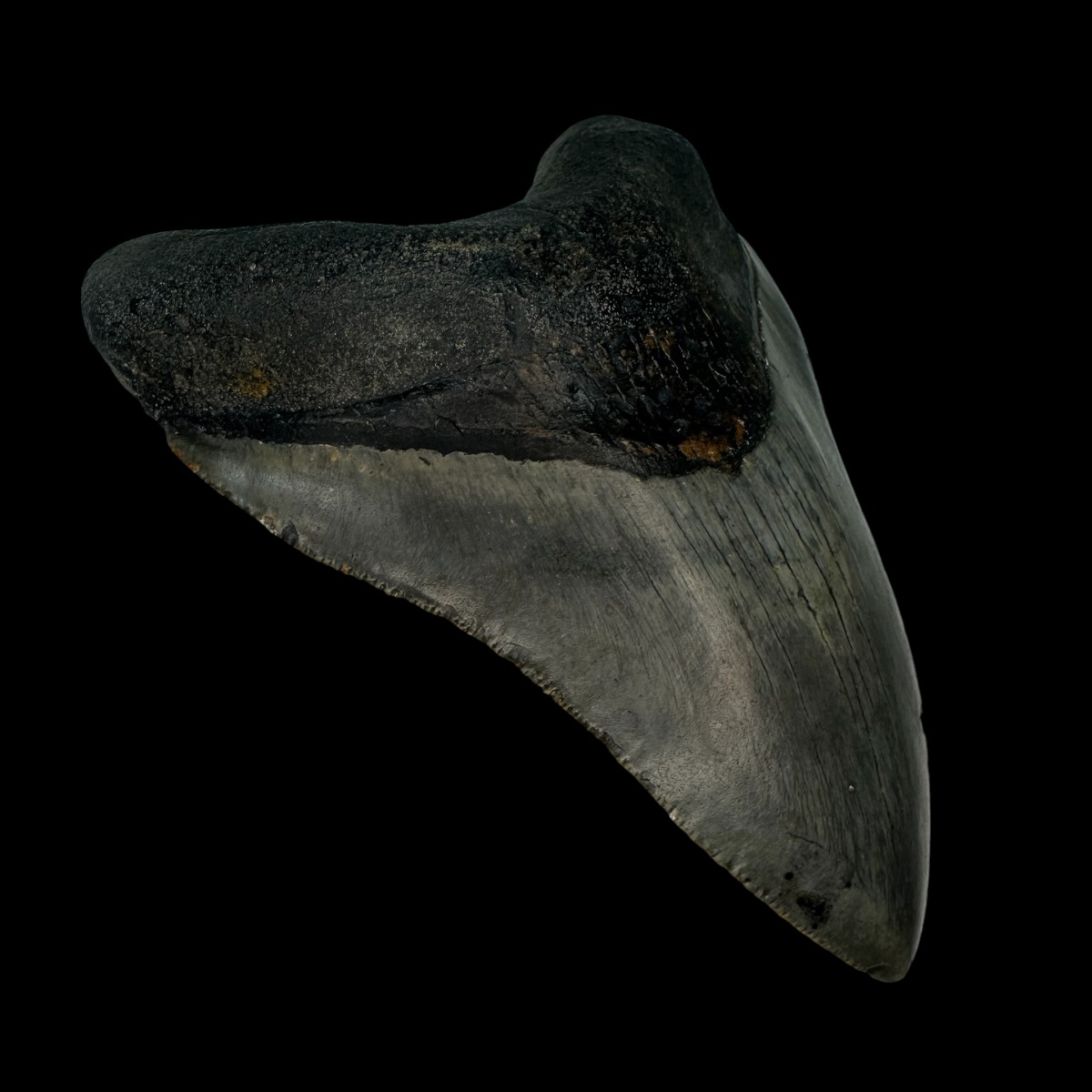 4.55" Megalodon Tooth Fossil - Image 4