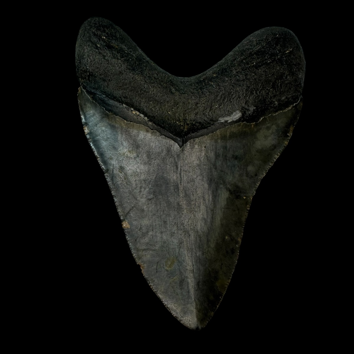 4.55" Megalodon Tooth Fossil - Image 2