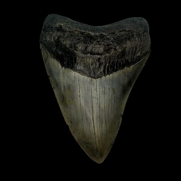 4.15" Megalodon Tooth Fossil