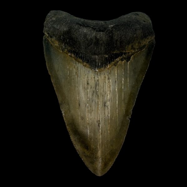 4.40" Megalodon Tooth Fossil