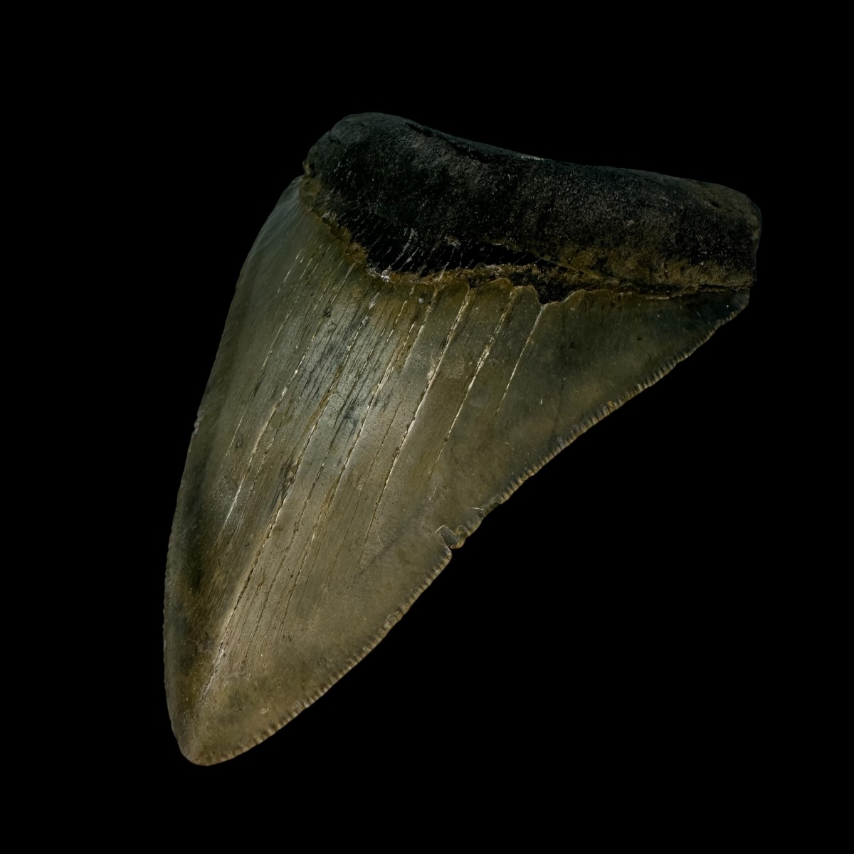 4.40" Megalodon Tooth Fossil - Image 3
