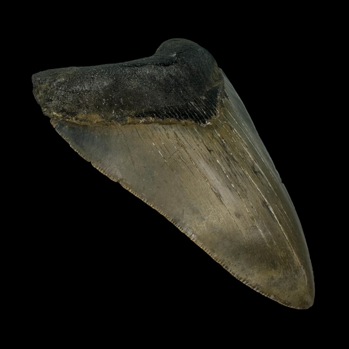 4.40" Megalodon Tooth Fossil - Image 4