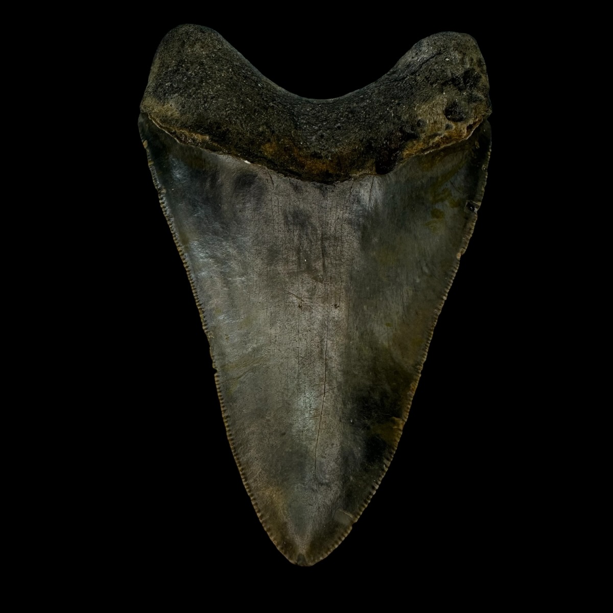 4.40" Megalodon Tooth Fossil - Image 2