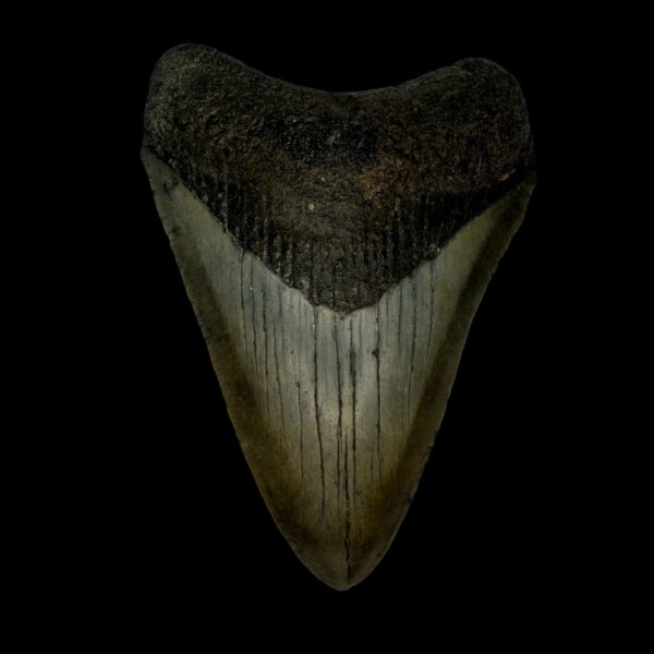 3.86" Megalodon Tooth Fossil