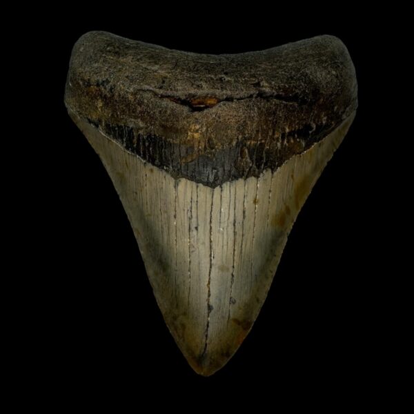 3.98" Megalodon Tooth Fossil
