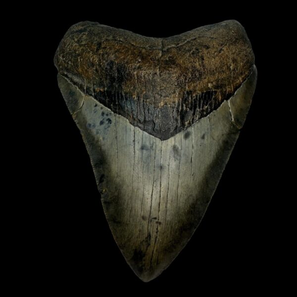 4.31" Megalodon Tooth Fossil