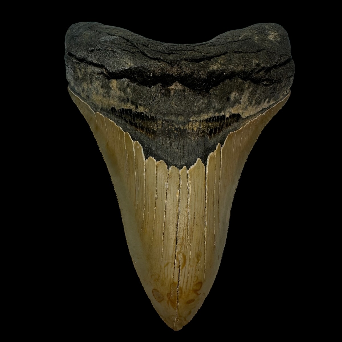 4.55" Serrated Megalodon Tooth Fossil