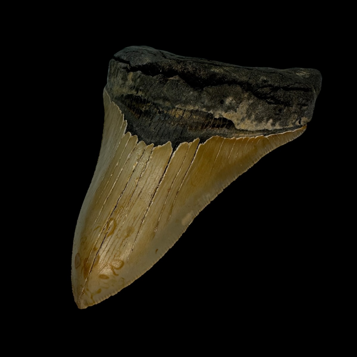 4.55" Serrated Megalodon Tooth Fossil - Image 3